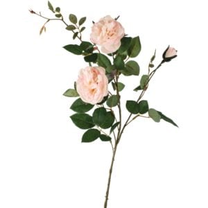 Rose Spray Cream