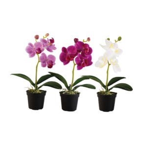 Mini Mixed Orchid in Pot