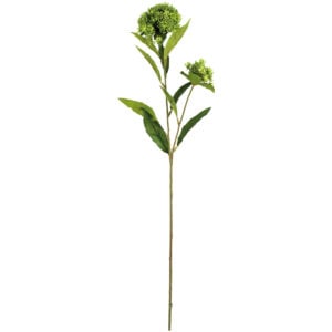 Queen Annes Lace Green