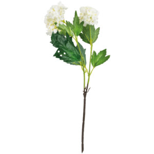 Viburnum Lime Small
