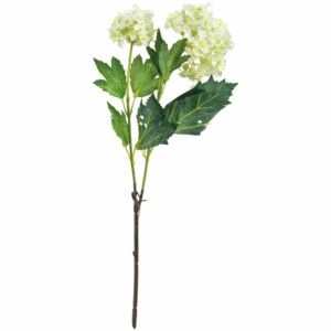 Viburnum Cream Small