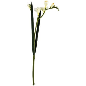 Freesia Spray Cream