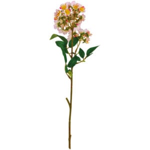 Fruit Tree Blossom