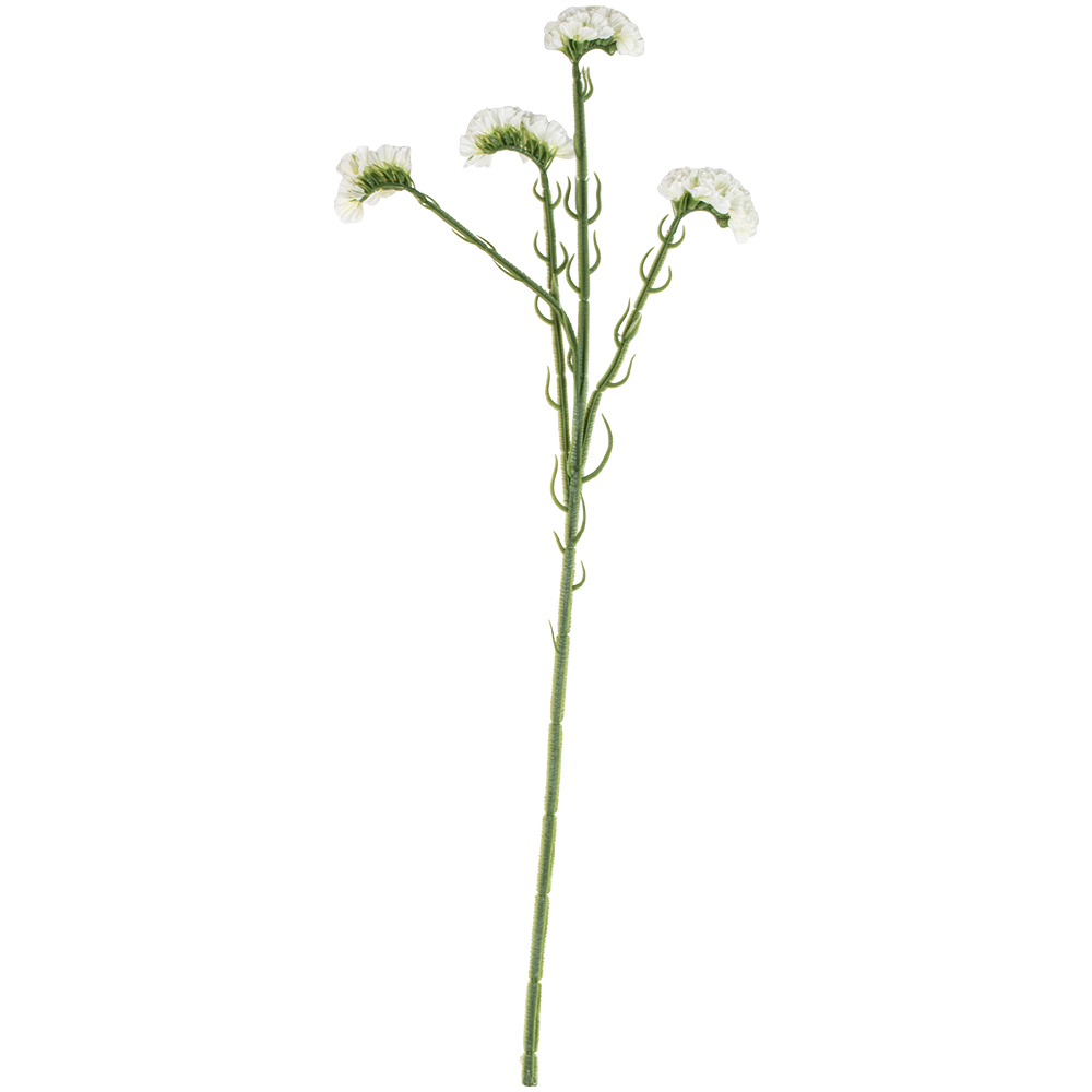 Statice Off White