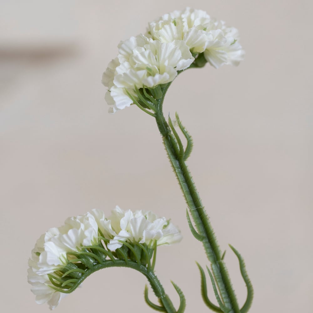 Statice Off White