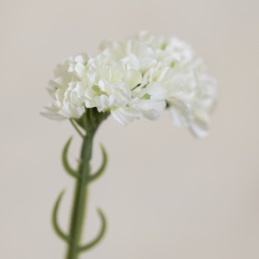 Statice Off White