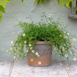 Antiqued Redstone Ribbed Pot Large