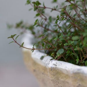 Antiqued Whitestone Dish Planter Frill Rim