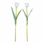Tulip White Mix