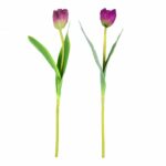 Tulip Wine Mix