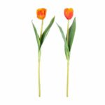 Tulip Burnt Orange Mix