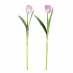 Tulip Mix Mauve
