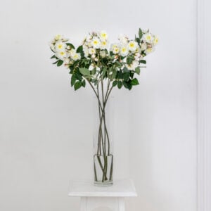 Climbing Rose Cream