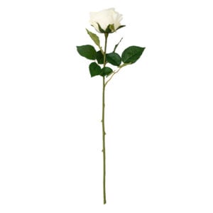 Rose Cream