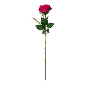 Rose Red