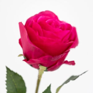 Rose Red
