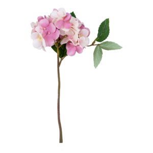 Hydrangea Pink