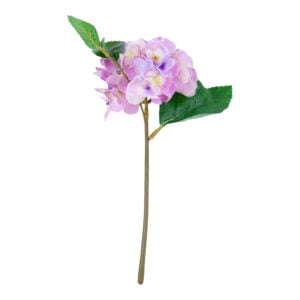Hydrangea Mauve