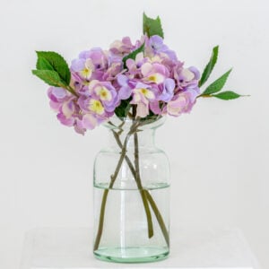 Hydrangea Mauve