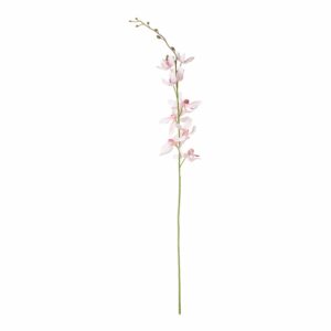 Phoenix Orchid