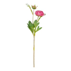 Ranunculus Pink