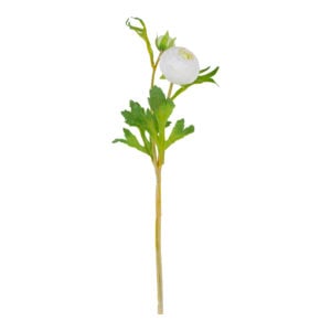 Ranunculus Cream