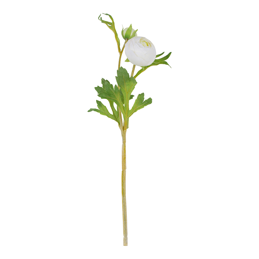 Ranunculus Cream