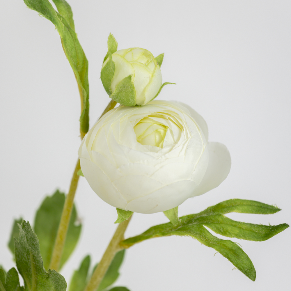 Ranunculus Cream