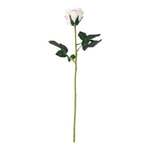 Rose Single Stem Pink Edged
