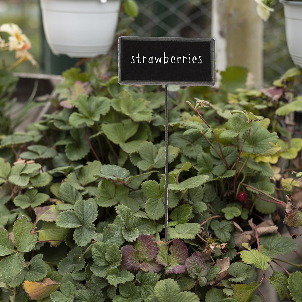 Metal Blackboard Plant Marker