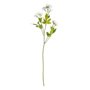 Astrantia Spray White