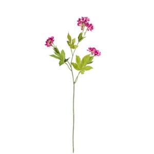 Astrantia Spray Dark Pink
