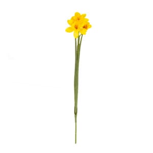 Daffodil Stem Yellow