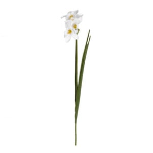 Narcissi Stem White