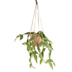 Hanging Cactus in Pot