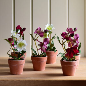 Hellebore in Pot Mix