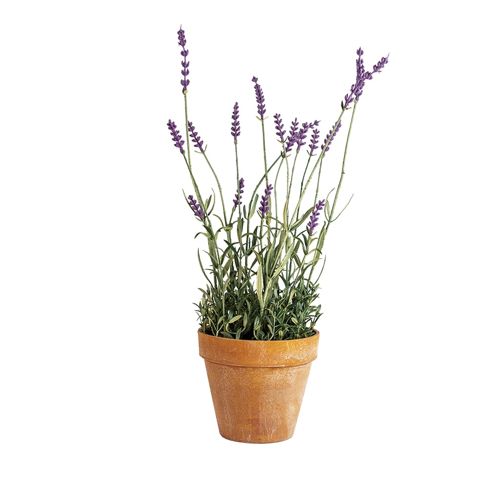 English Lavender in Pot