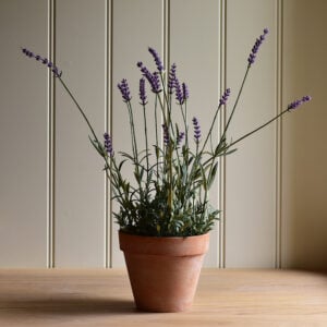 English Lavender in Pot