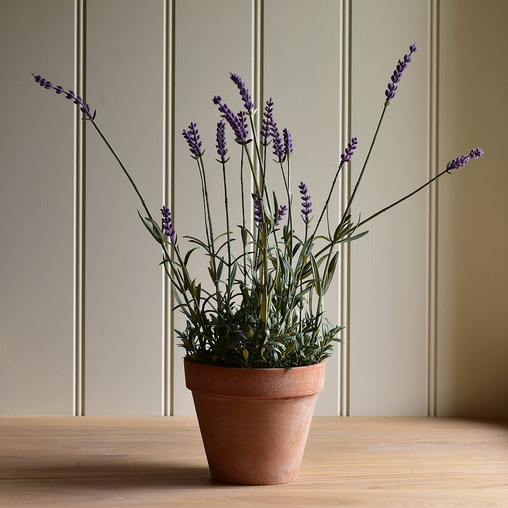 English Lavender in Pot