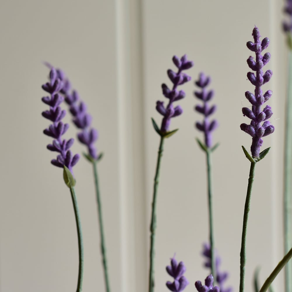 English Lavender in Pot