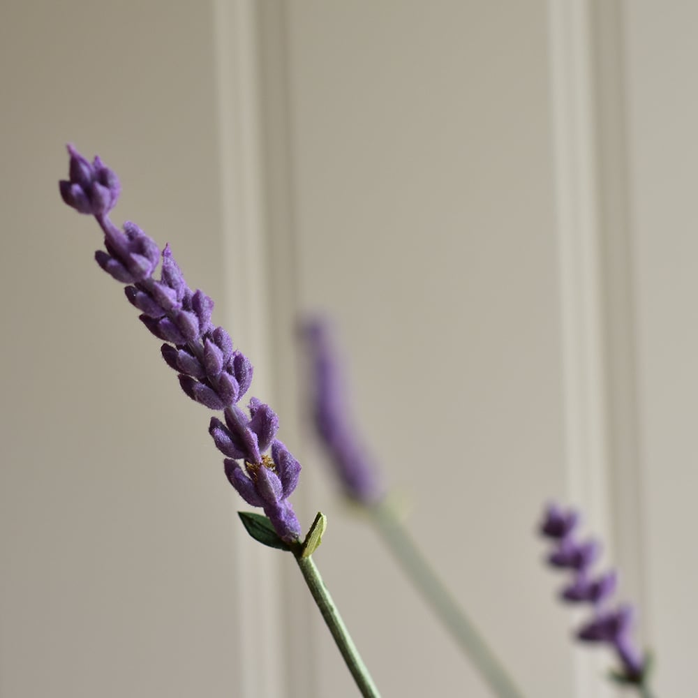 English Lavender in Pot
