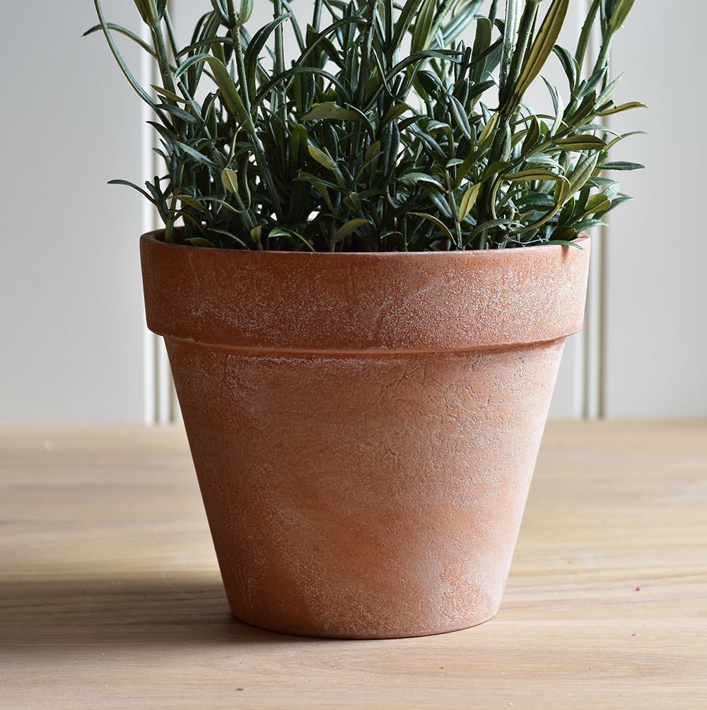 English Lavender in Pot