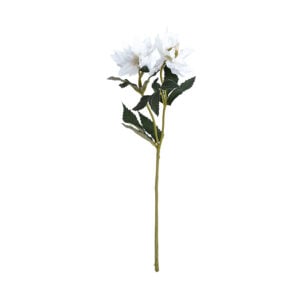Hellebore Double White
