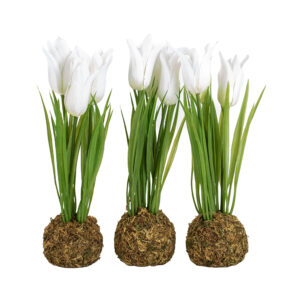 Dwarf Tulip on Moss Ball White