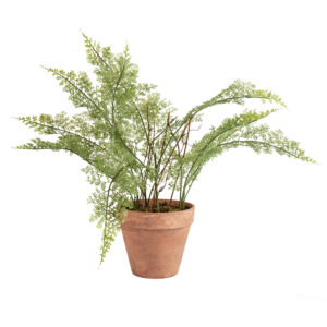 Lace Fern in Pot