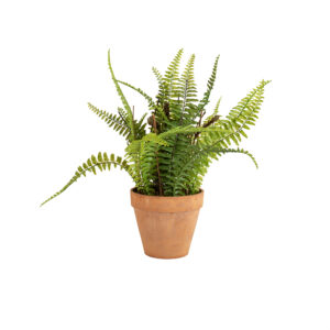 Boston Fern in Pot