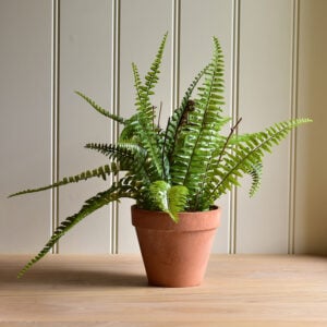 Boston Fern in Pot