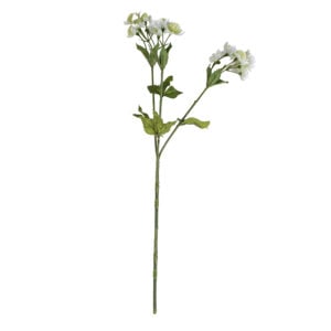 Astrantia Spray Apple White