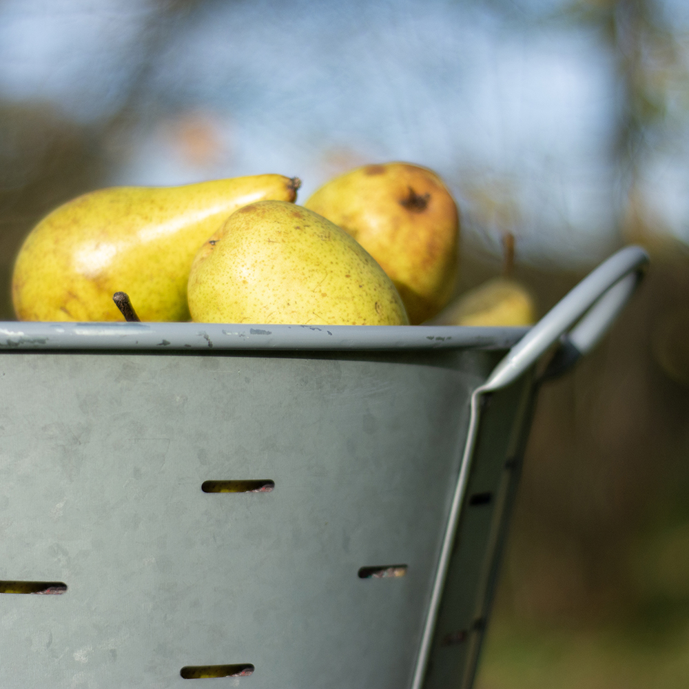 Windfall Bucket