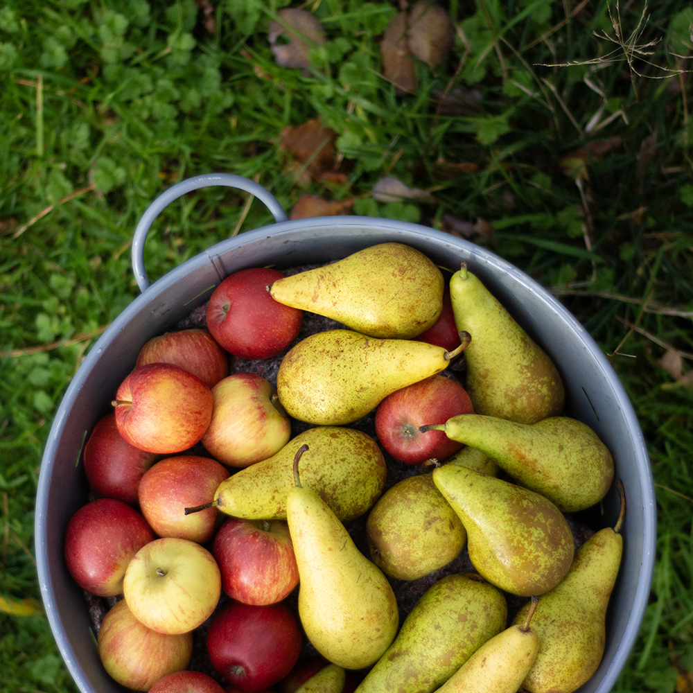 Windfall Bucket